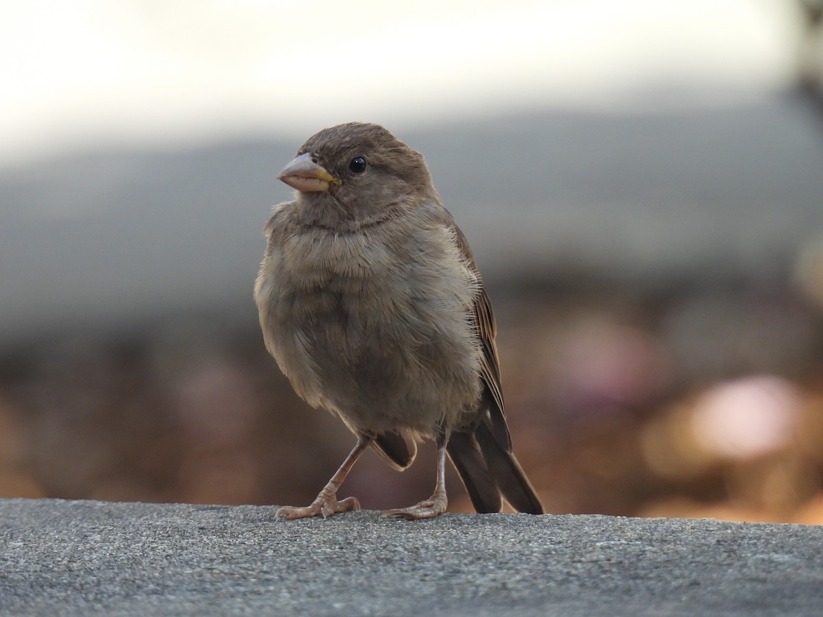 House Sparrow - ML624105343