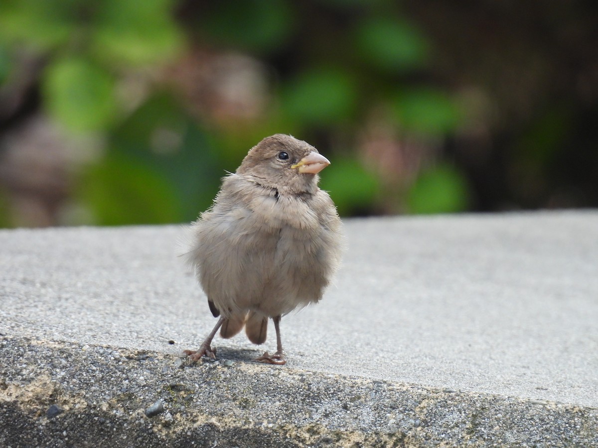 House Sparrow - ML624105344