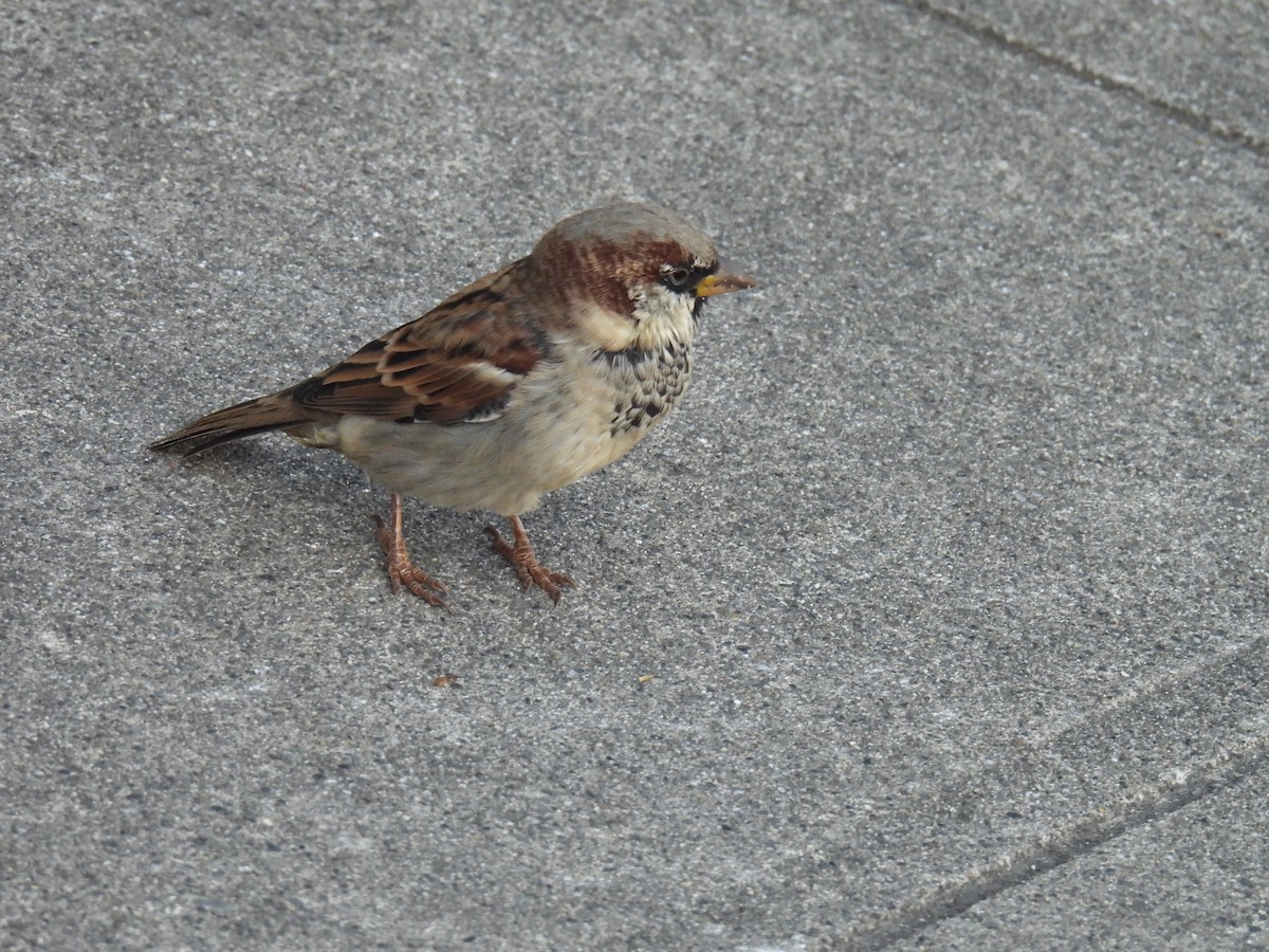 House Sparrow - ML624105346