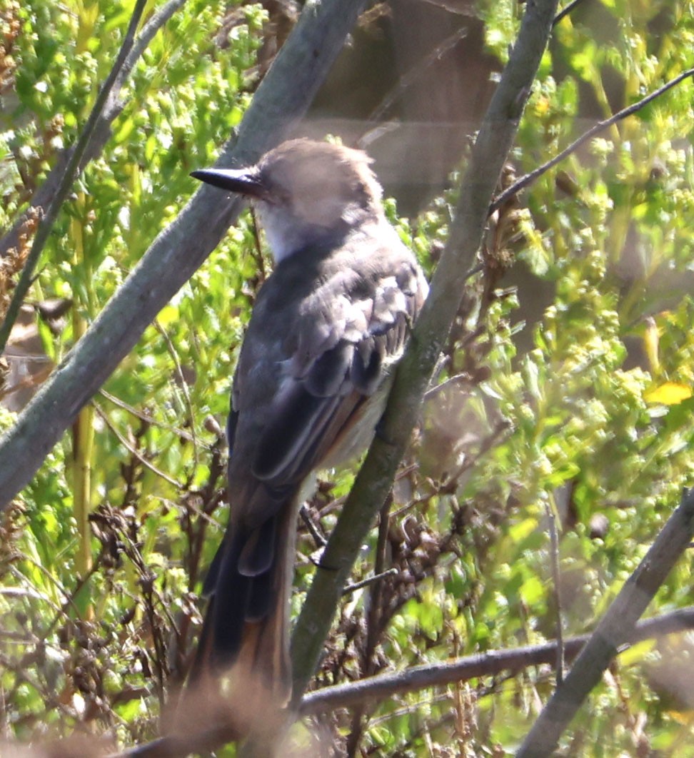 Ash-throated Flycatcher - ML624105358