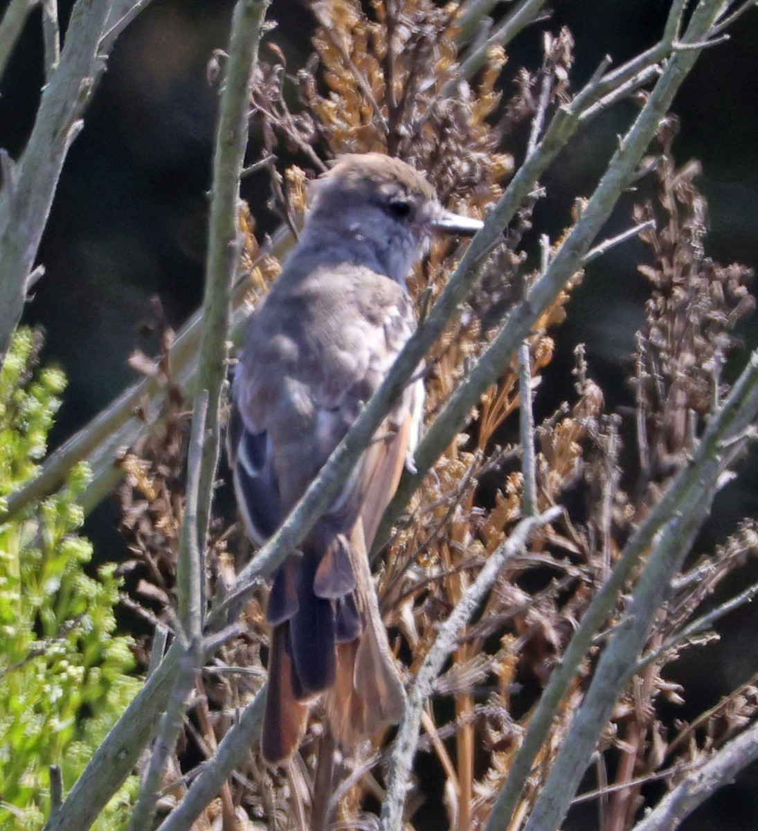 Ash-throated Flycatcher - ML624105359