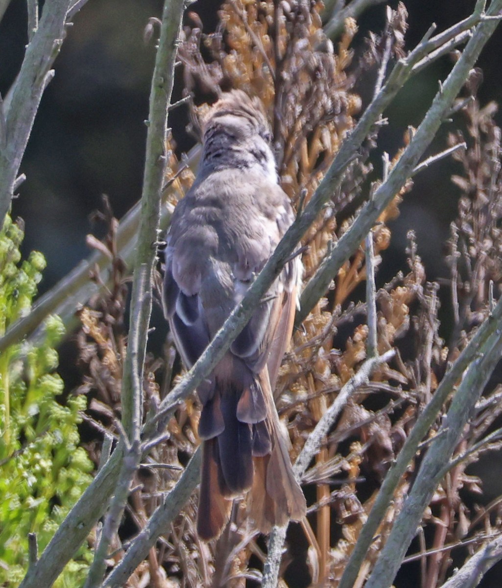 Ash-throated Flycatcher - ML624105360