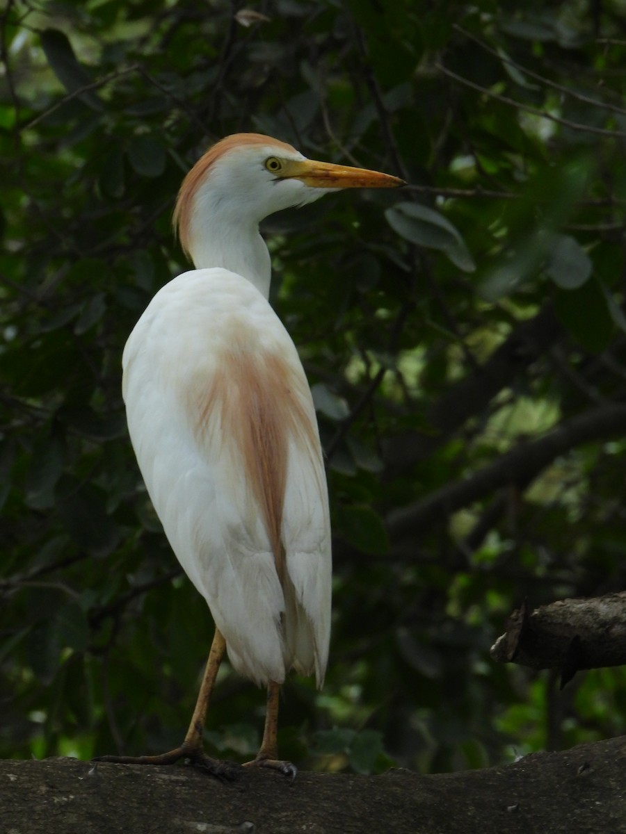 Western Cattle Egret - ML624105380