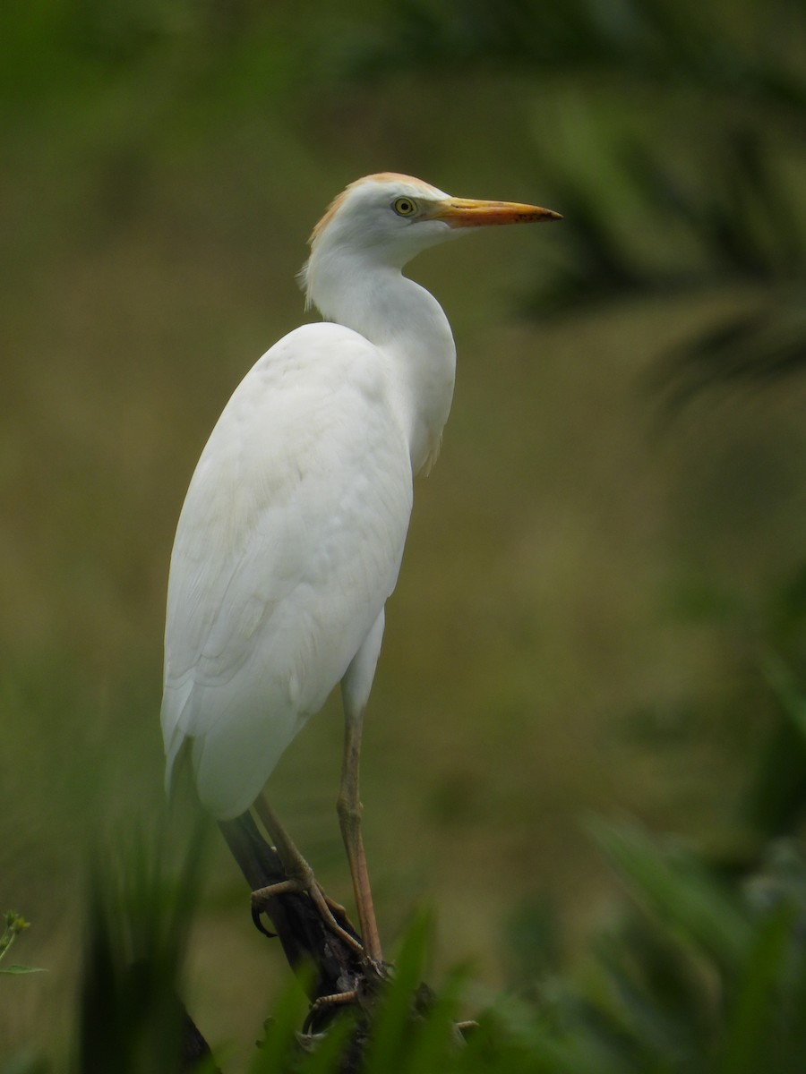 Western Cattle Egret - ML624105381