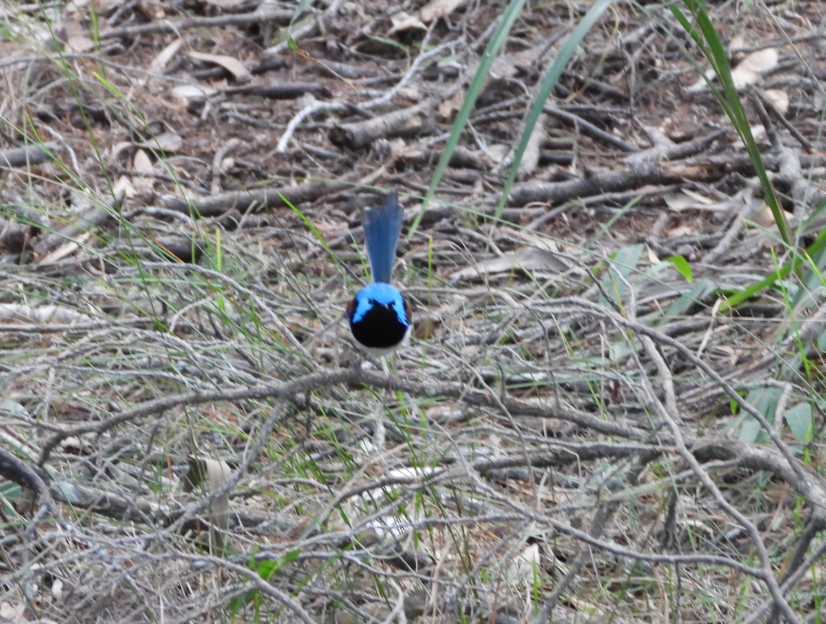 Variegated Fairywren - ML624105395