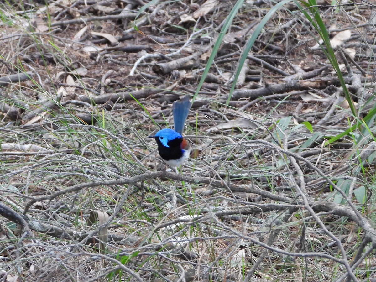 Variegated Fairywren - ML624105396