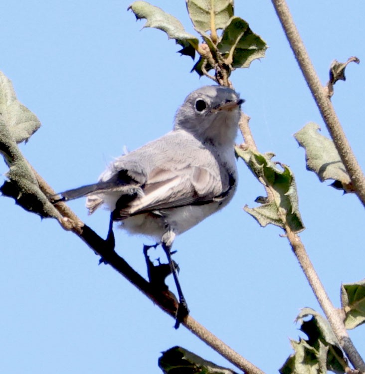 Gobemoucheron gris-bleu - ML624105417