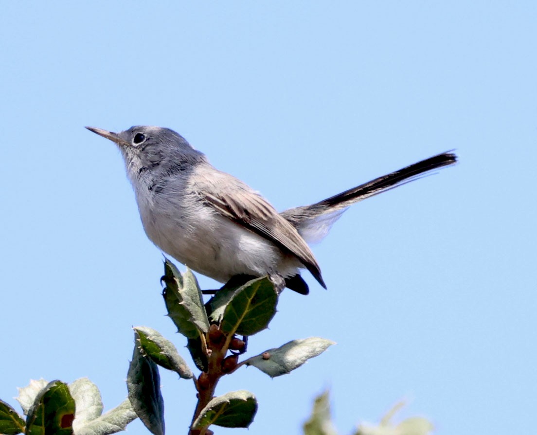 ברחשית כחלחלה - ML624105418