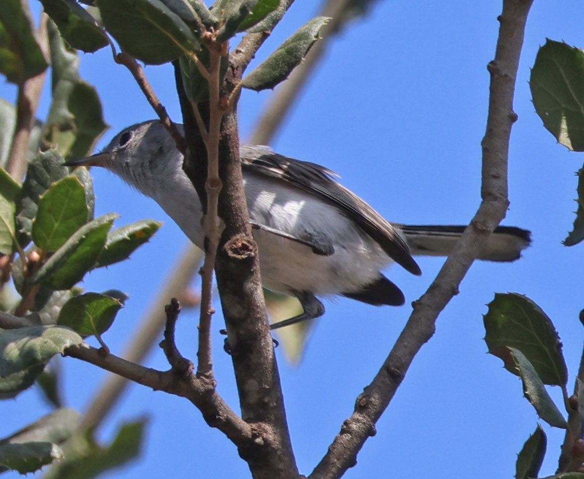 ברחשית כחלחלה - ML624105419