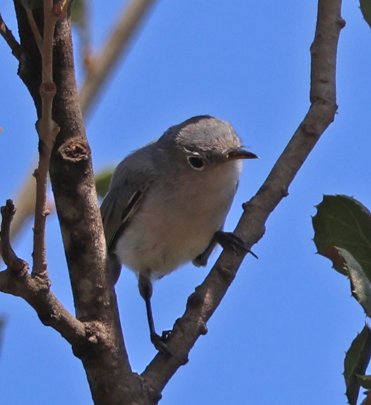 ברחשית כחלחלה - ML624105422