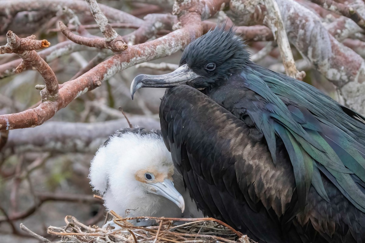 Great Frigatebird - ML624105426