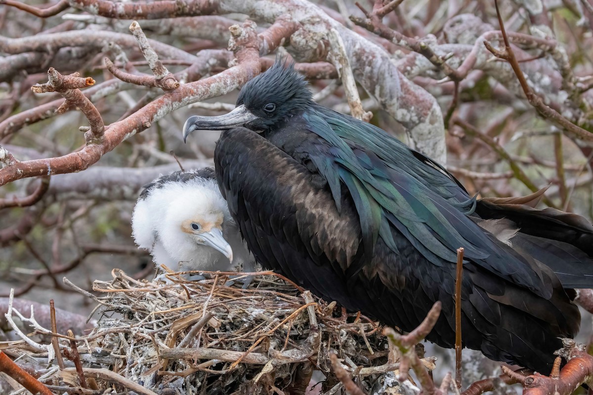 Great Frigatebird - ML624105428