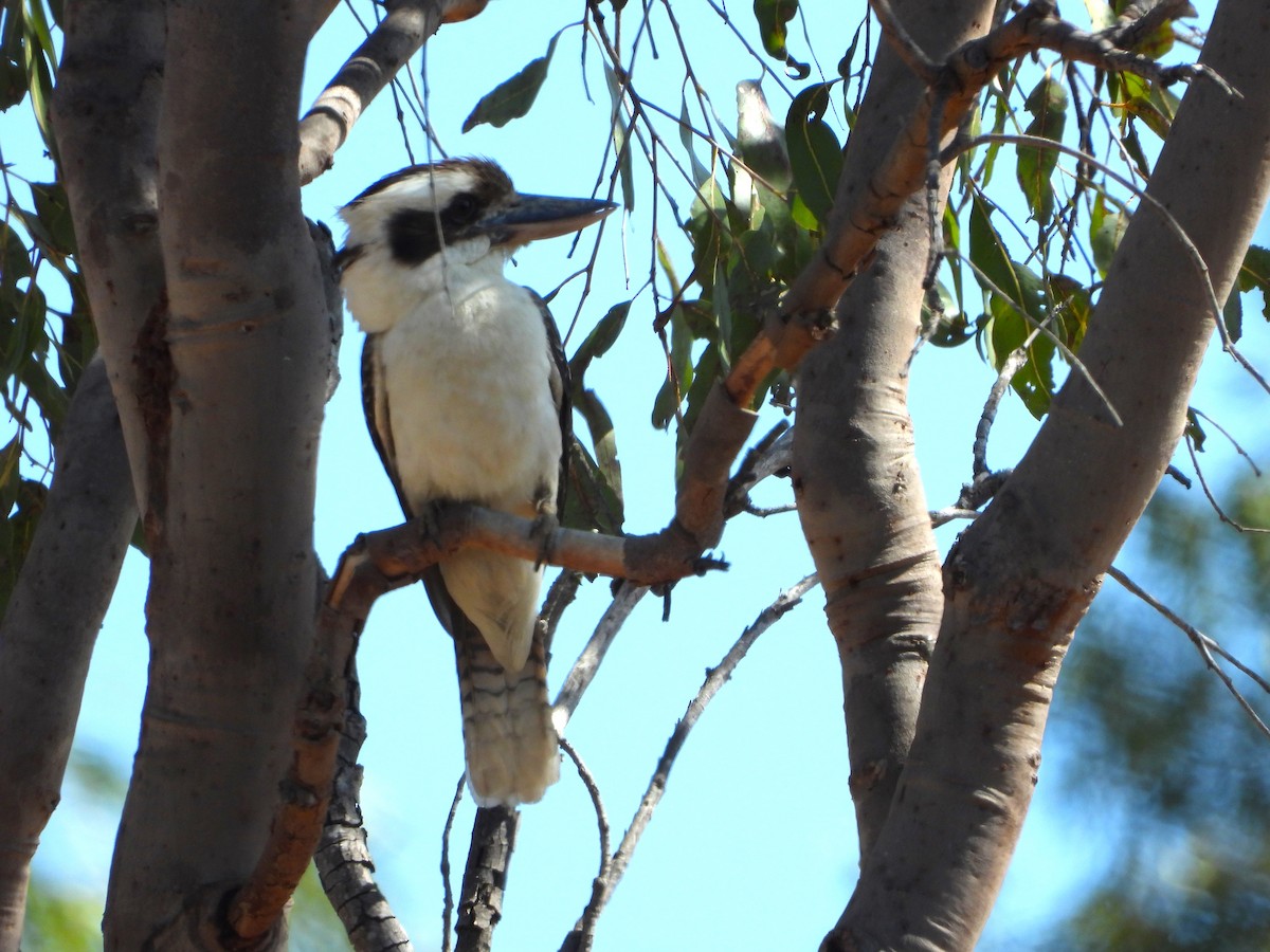 Laughing Kookaburra - ML624105467