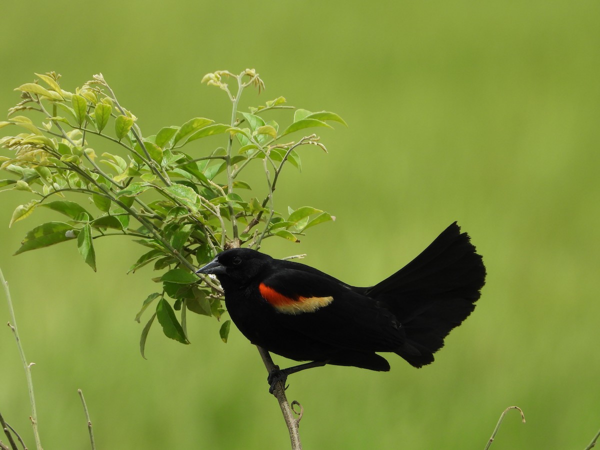 Red-winged Blackbird - ML624105468