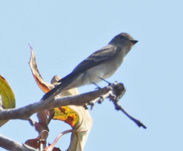 Western Wood-Pewee - ML624105470