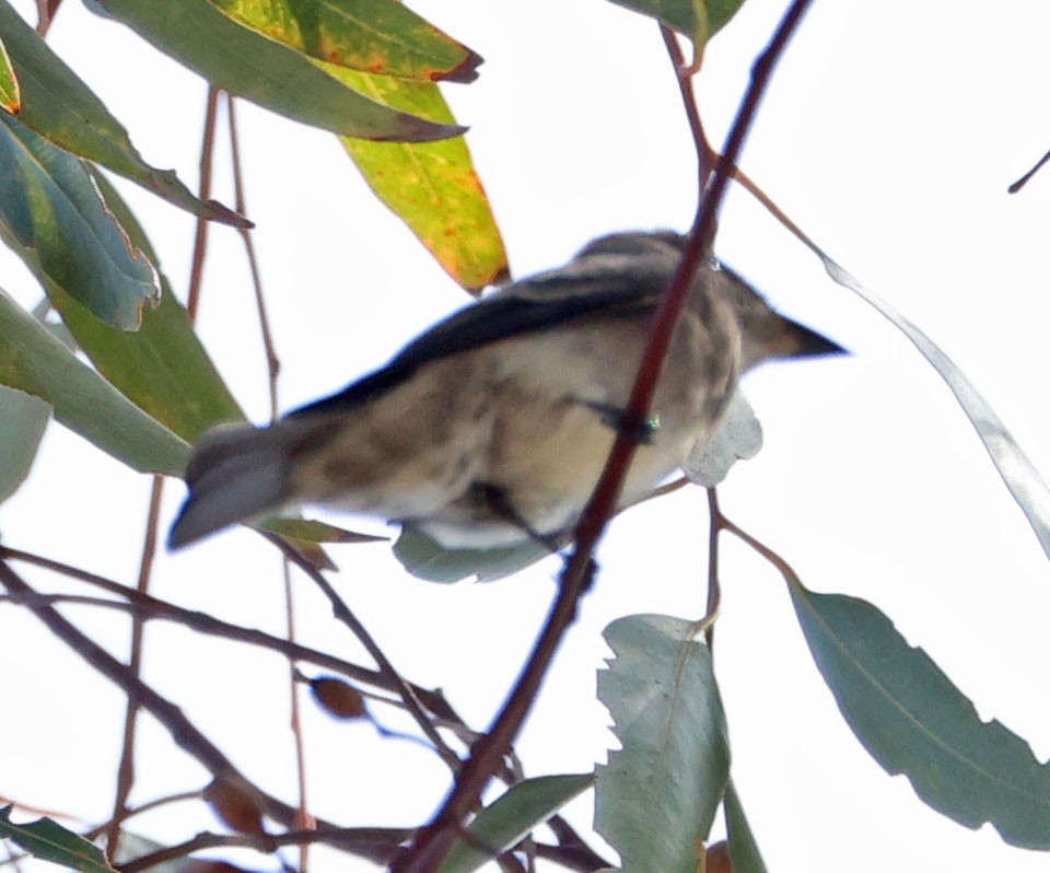 Western Wood-Pewee - Diane Etchison