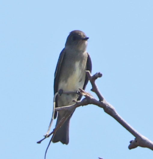 Western Wood-Pewee - ML624105472