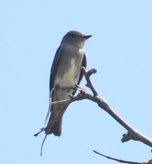 Western Wood-Pewee - ML624105473