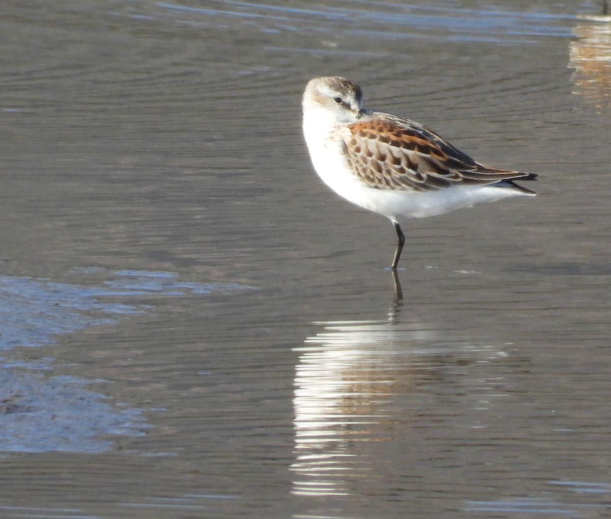 Western Sandpiper - ML624105477