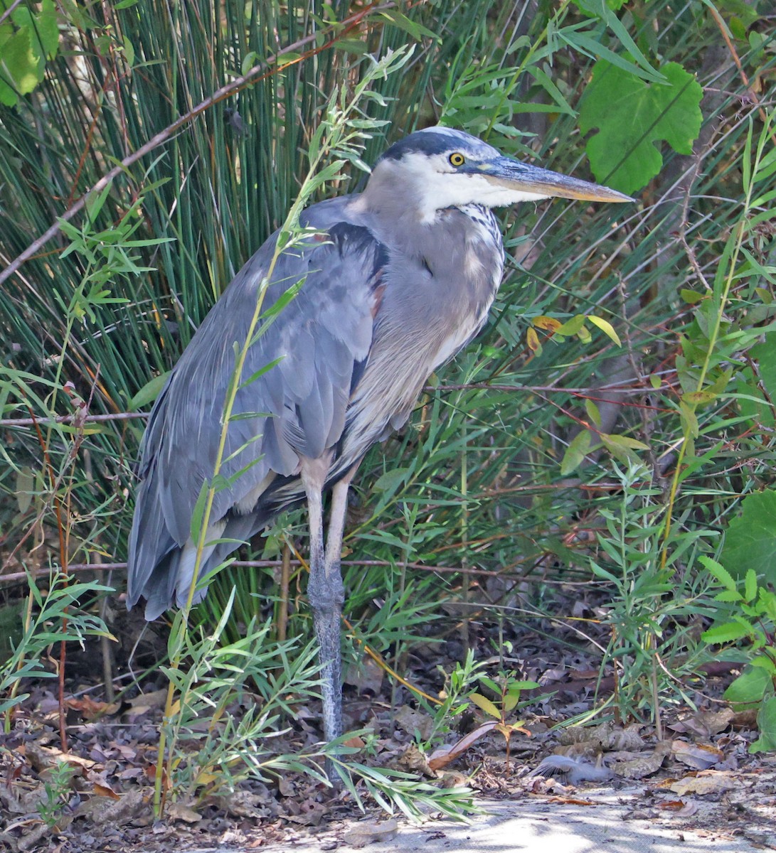 Great Blue Heron - ML624105488