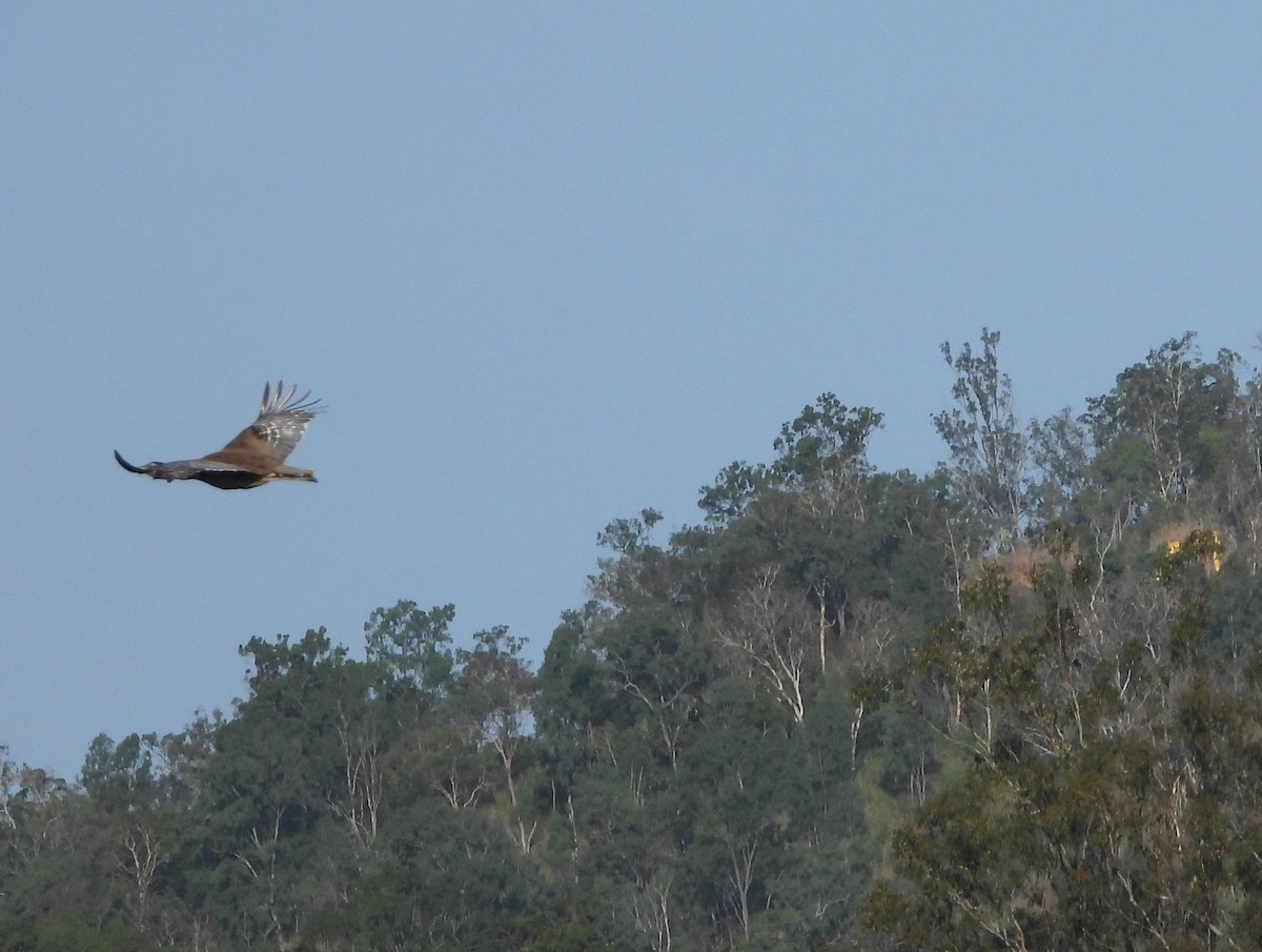 Australian Bustard - ML624105507