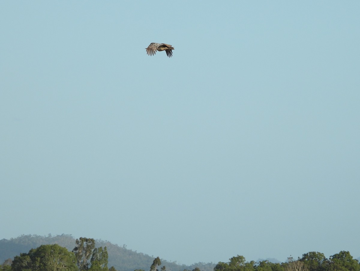 Australian Bustard - ML624105508