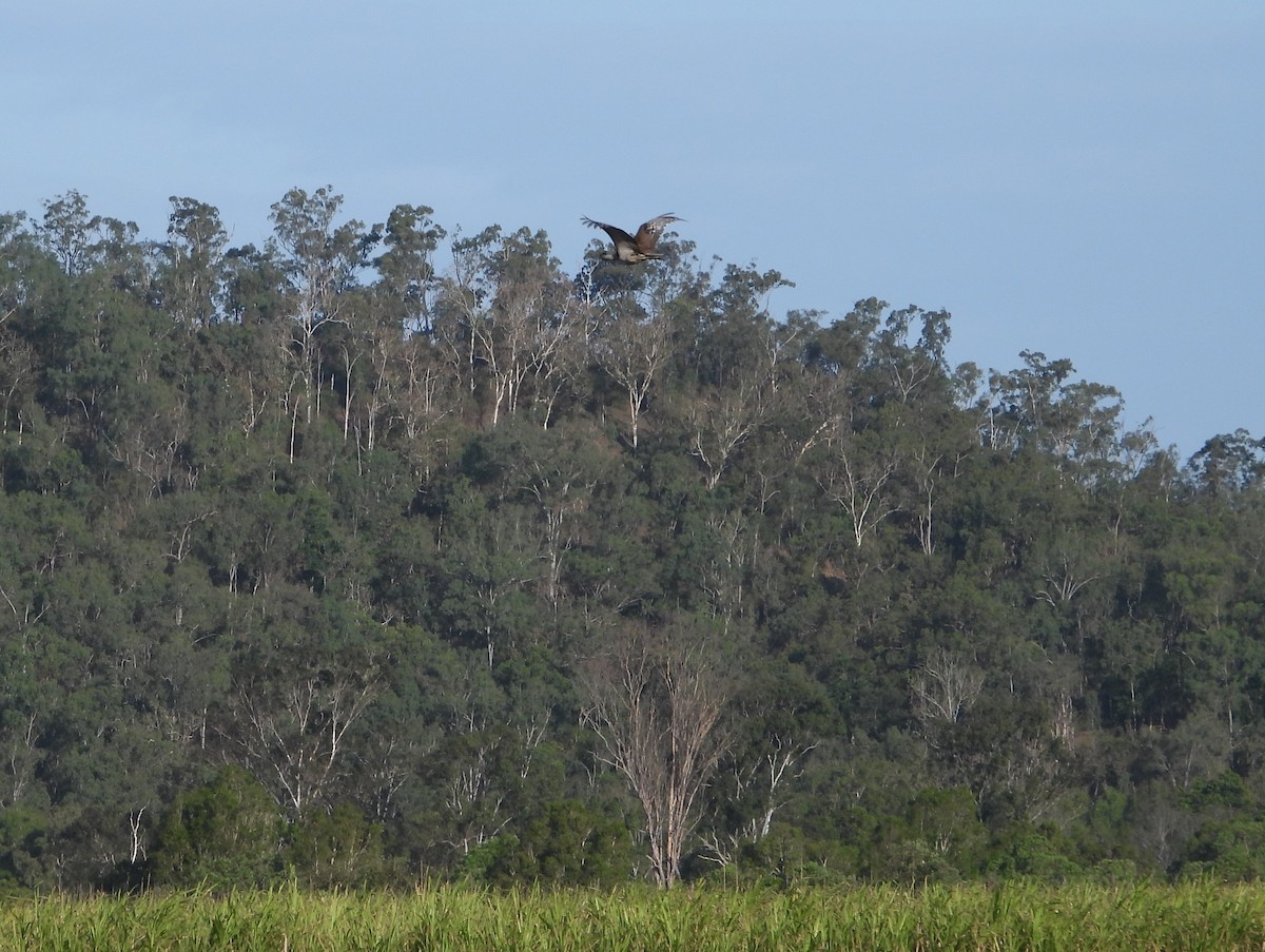 Australian Bustard - ML624105509