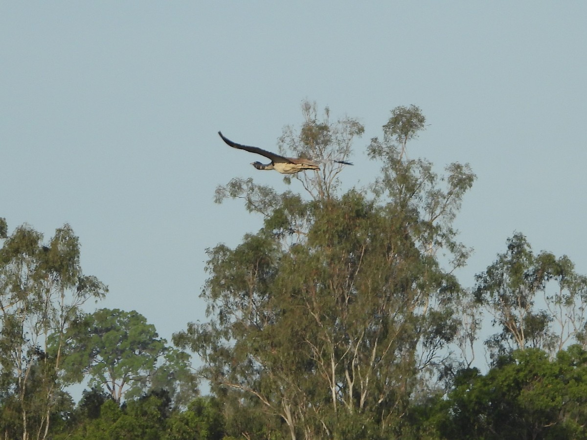 Australian Bustard - David Flumm