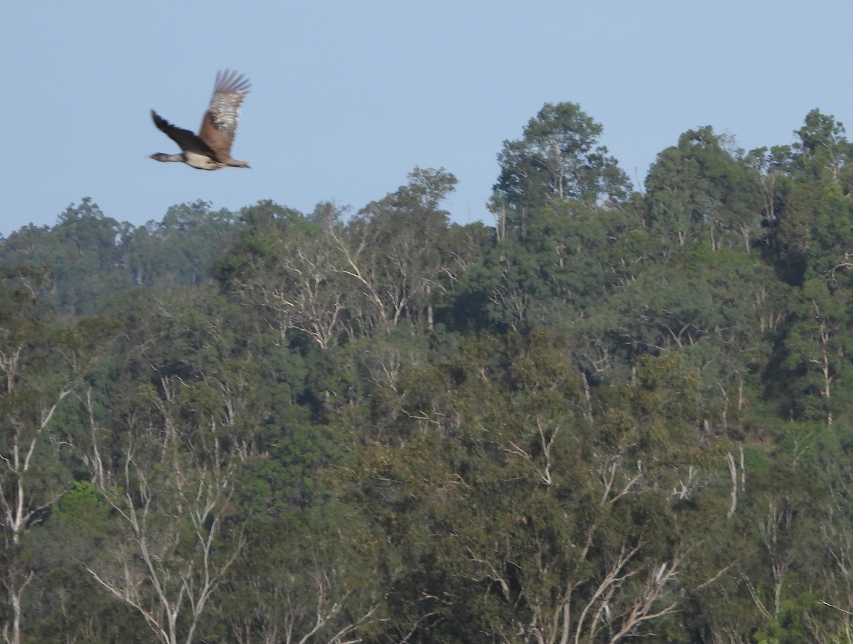 Australian Bustard - ML624105511