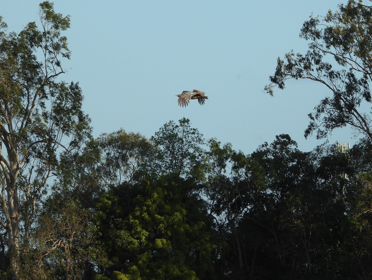 Australian Bustard - ML624105512