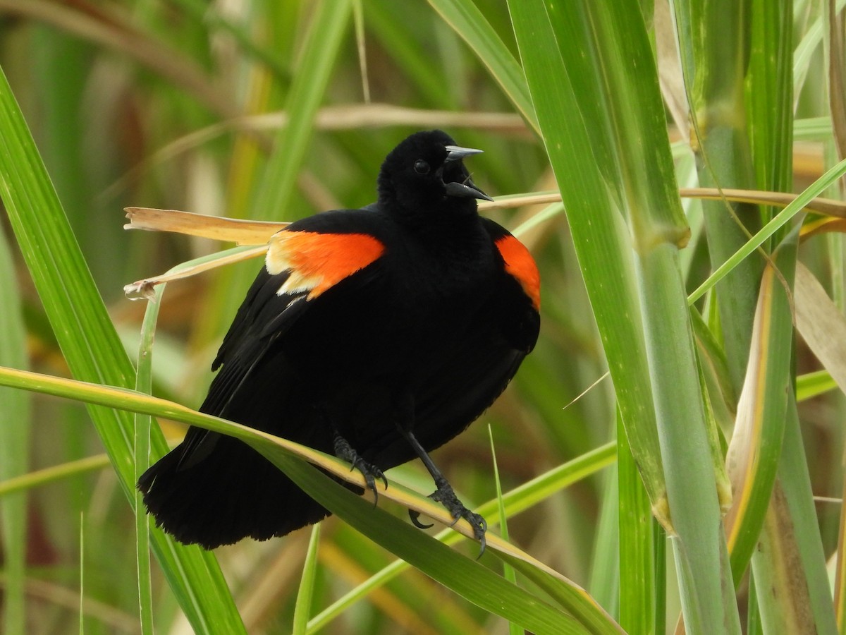 Red-winged Blackbird - Juan Carlos Melendez