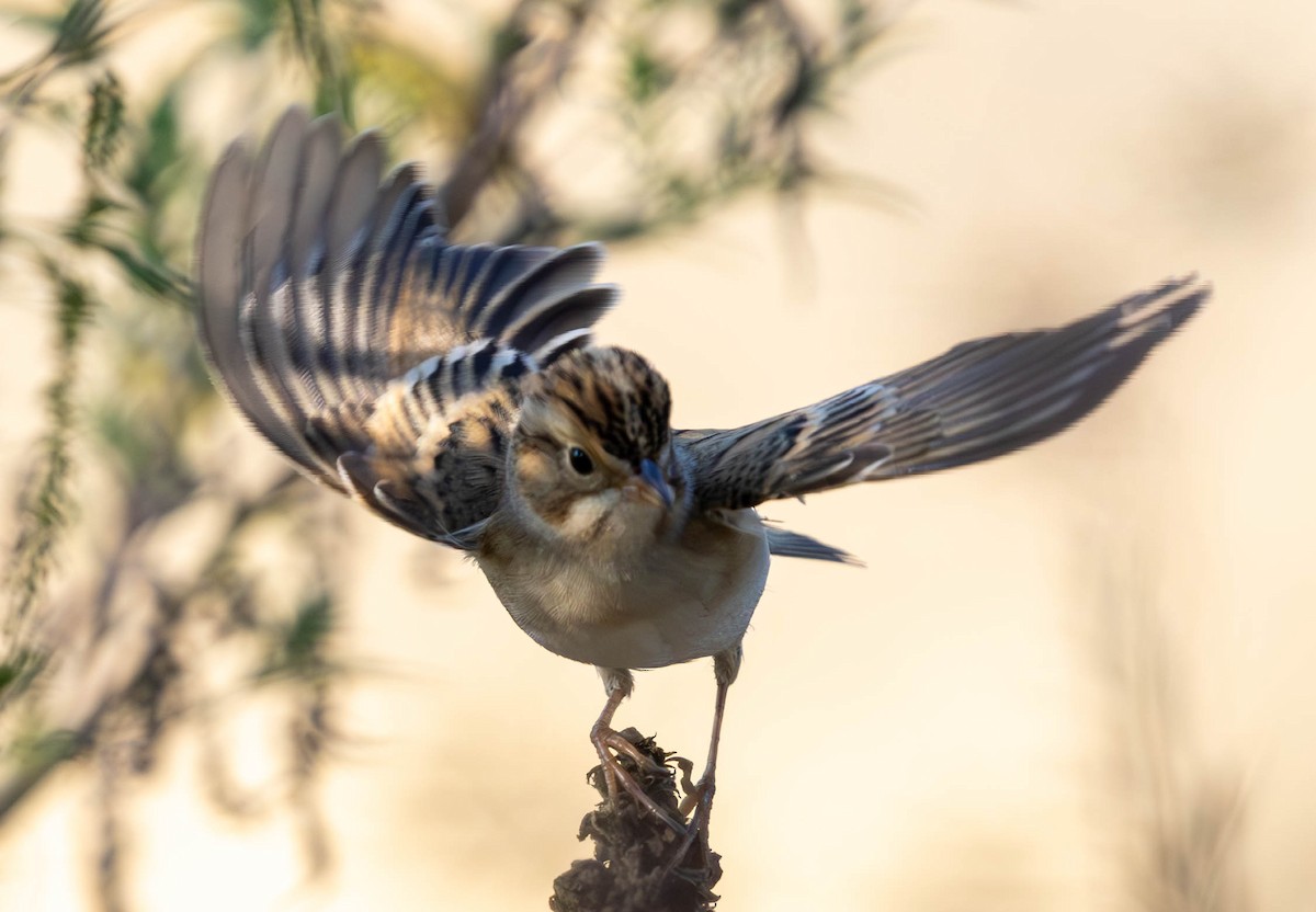 Clay-colored Sparrow - ML624105577