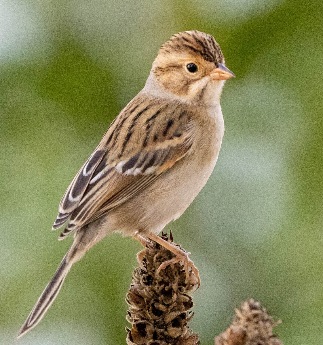 Clay-colored Sparrow - ML624105578