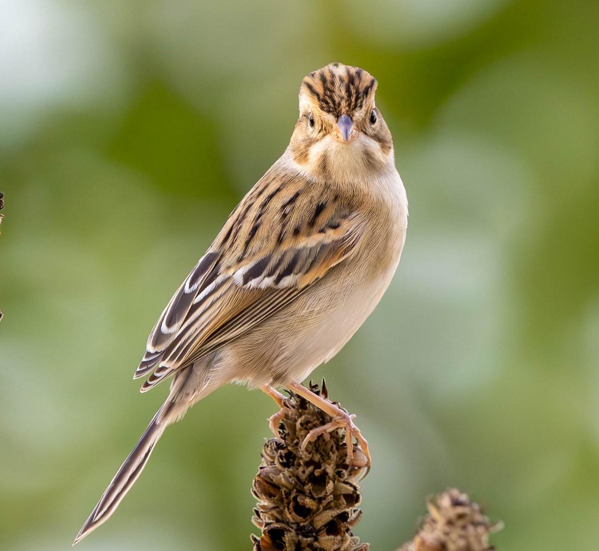 Clay-colored Sparrow - ML624105580