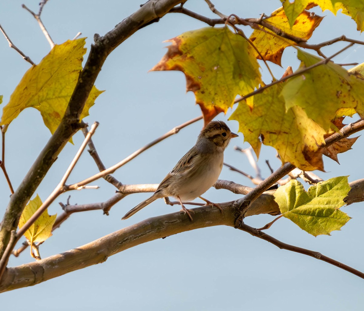 Clay-colored Sparrow - ML624105581