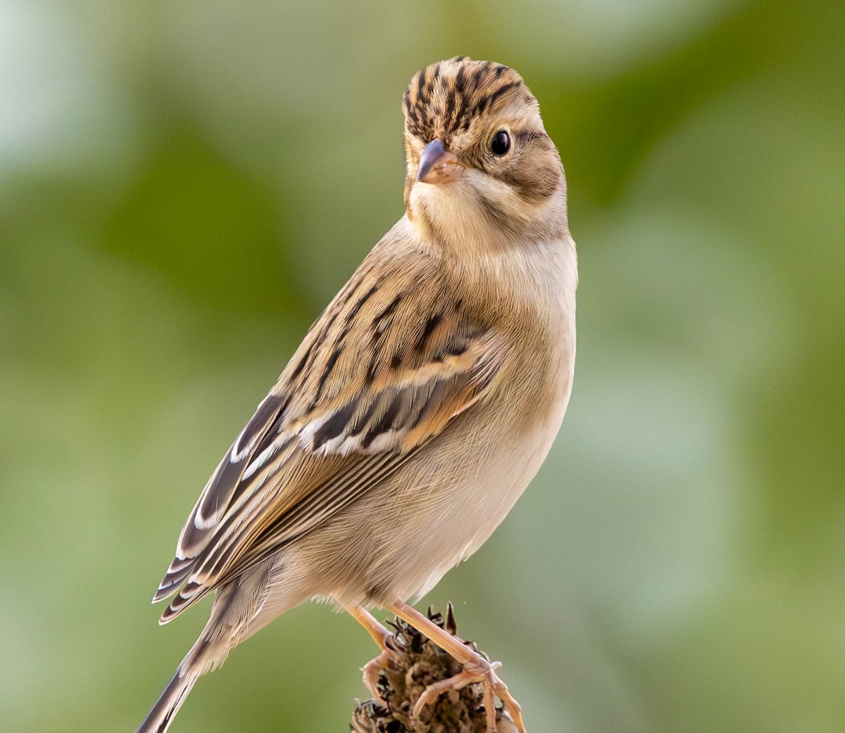 Clay-colored Sparrow - ML624105582