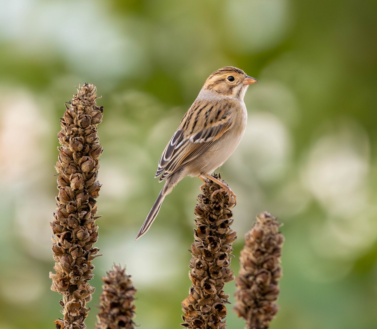 Clay-colored Sparrow - ML624105583