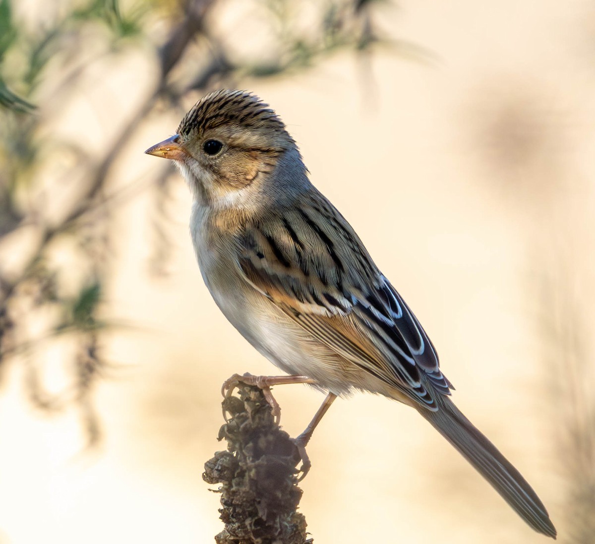 Clay-colored Sparrow - ML624105584