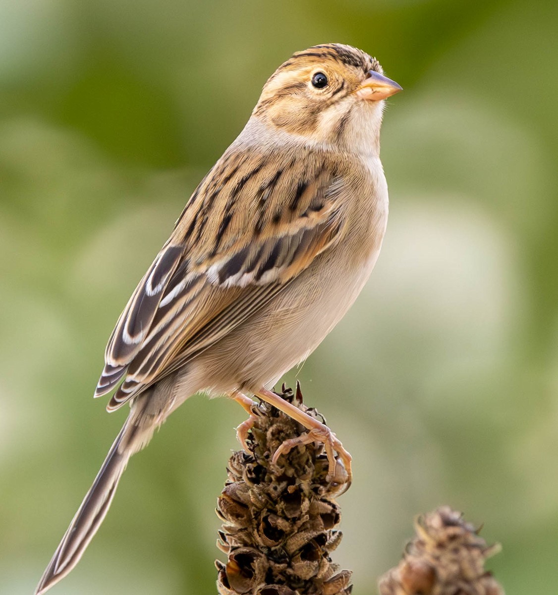 Clay-colored Sparrow - ML624105585