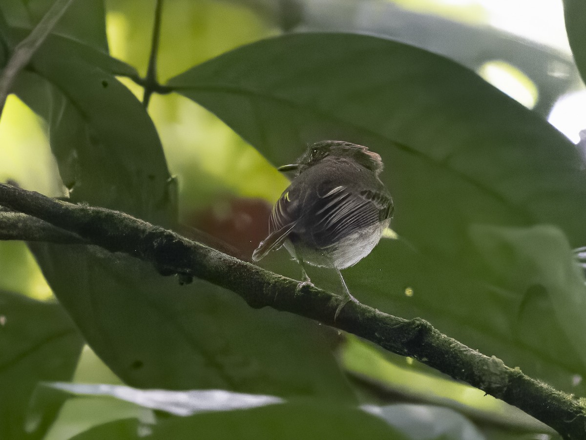 Ecuadorian Tyrannulet - ML624105604