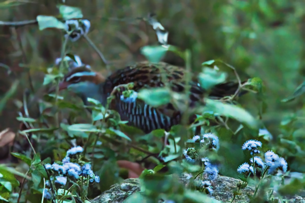 Buff-banded Rail - ML624105613