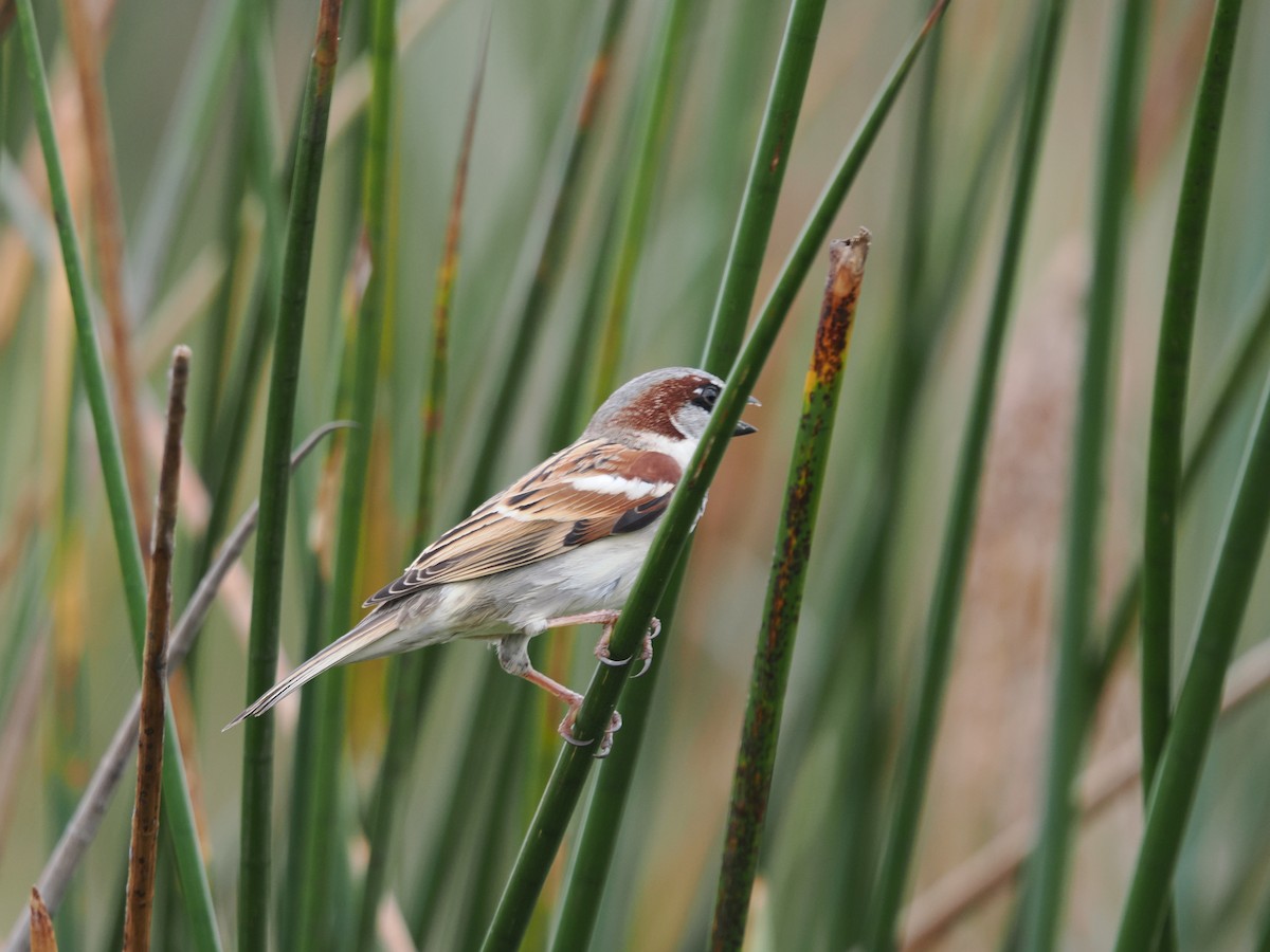 House Sparrow - ML624105628