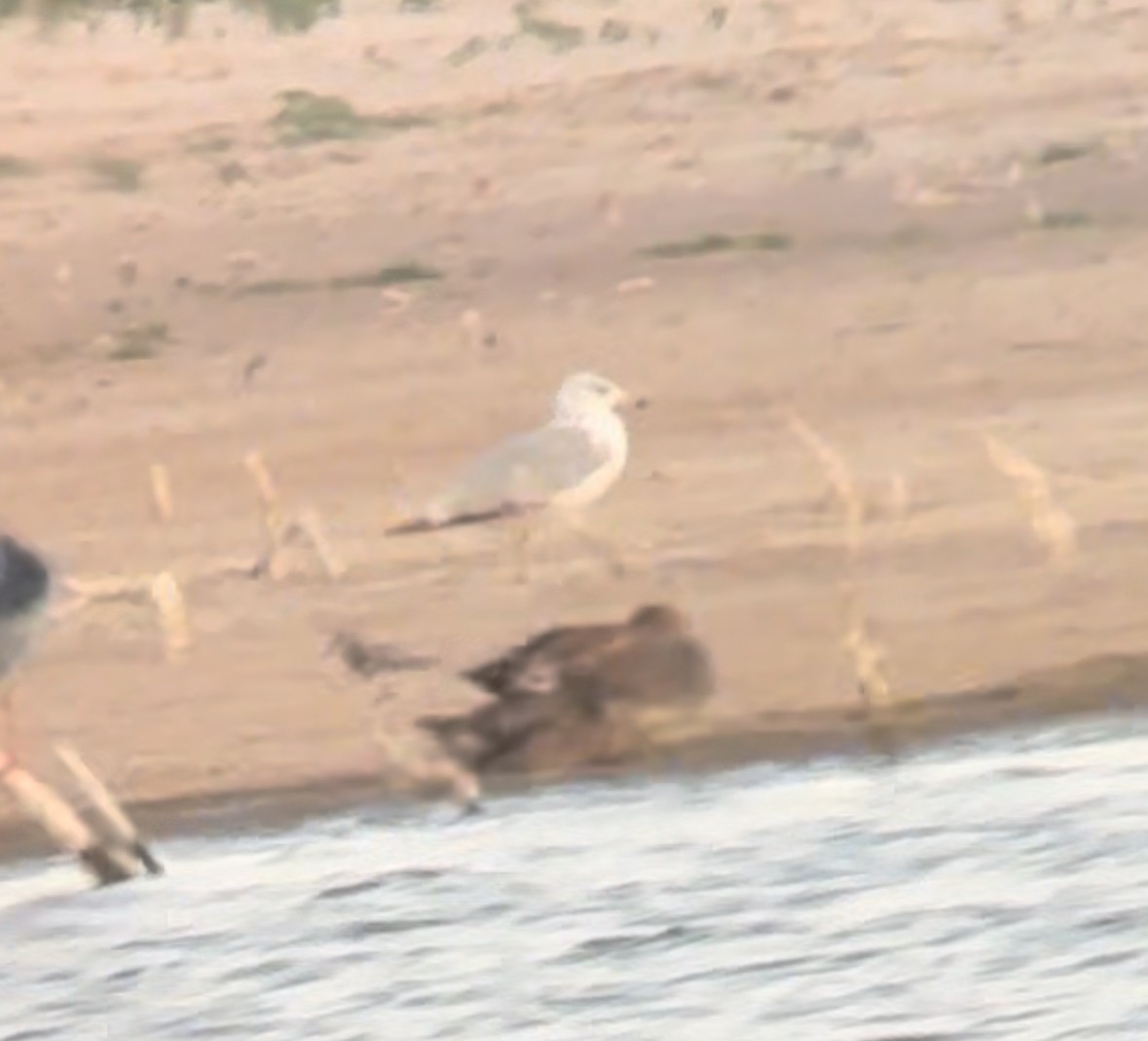 Ring-billed Gull - ML624105638
