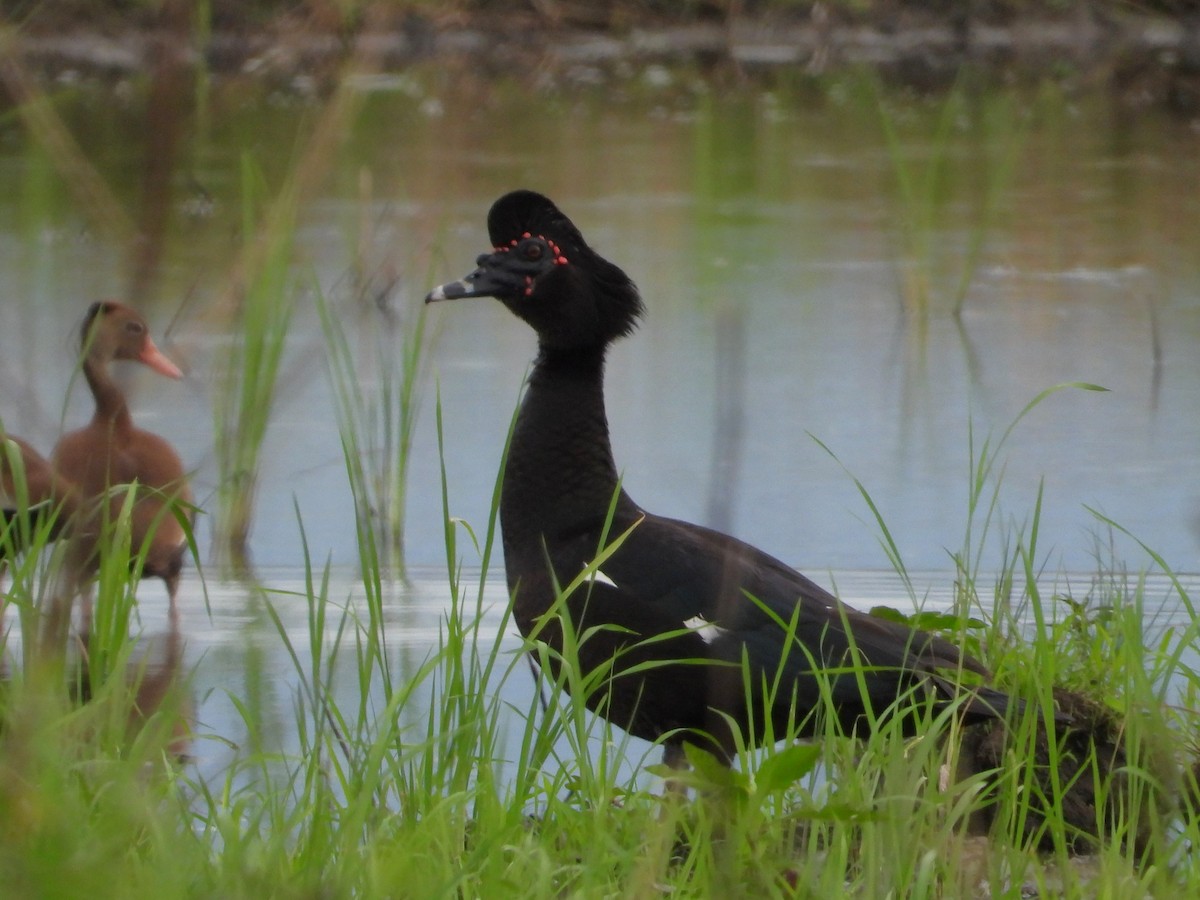 Muscovy Duck - ML624105649