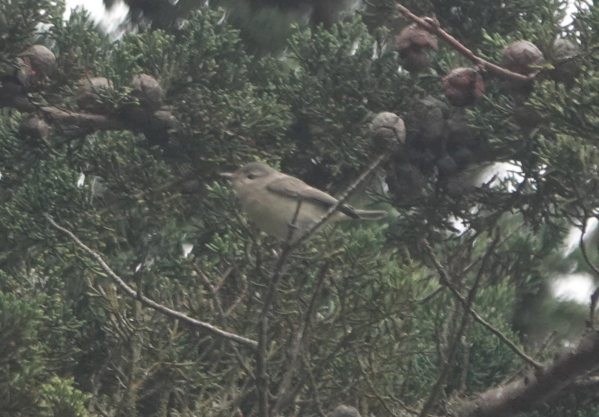 Sängervireo - ML624105650