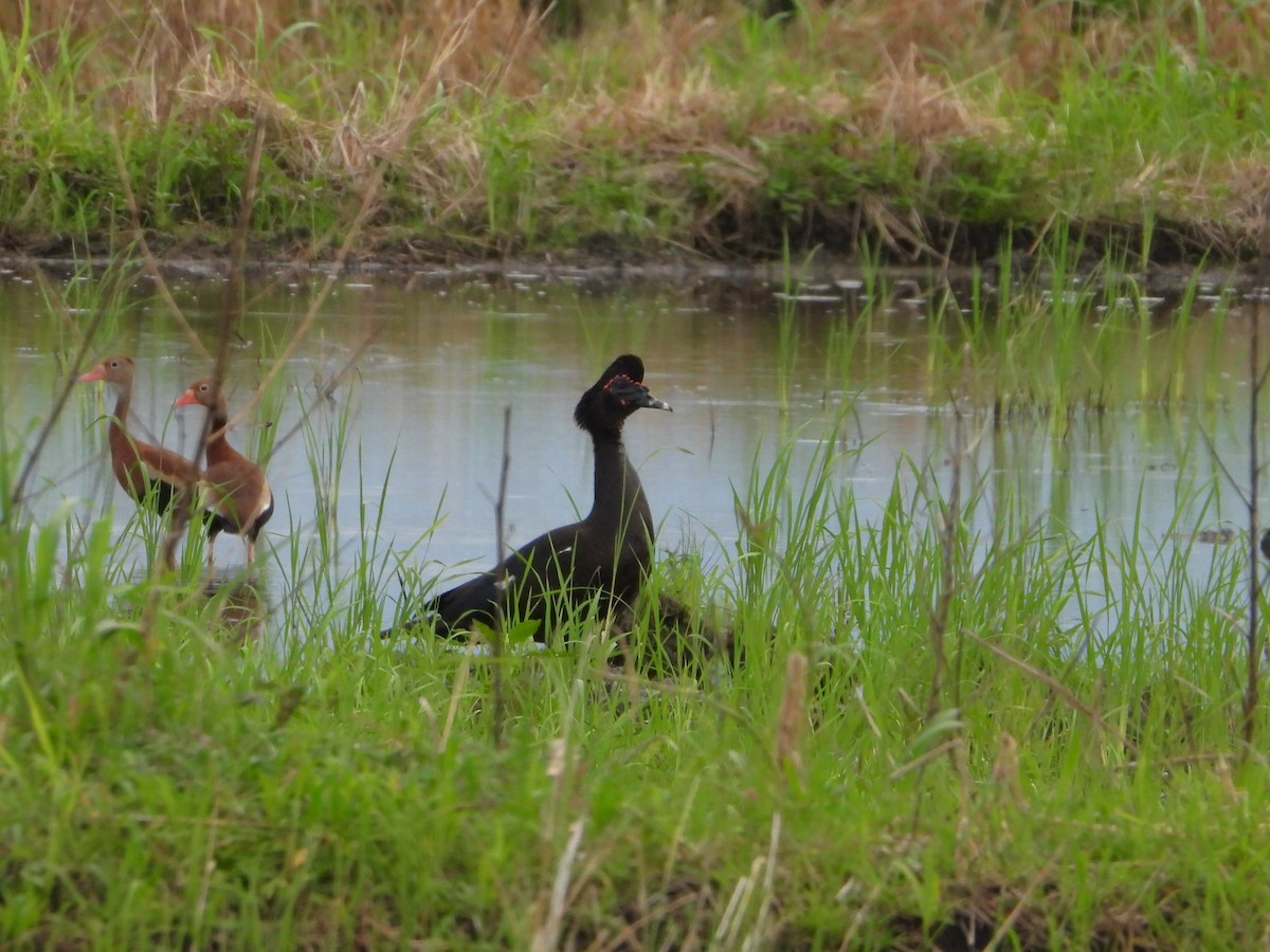 Muscovy Duck - ML624105651