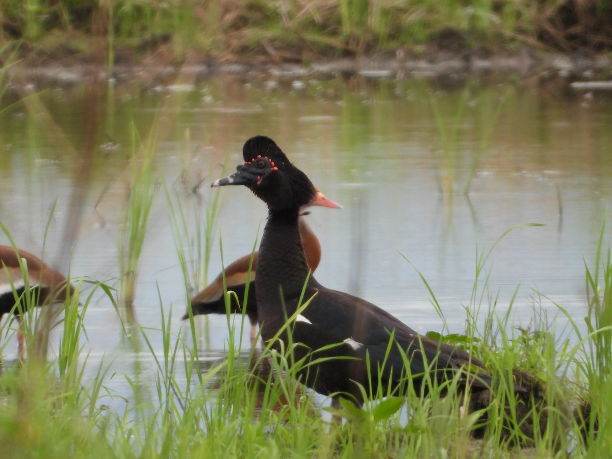 Muscovy Duck - ML624105652