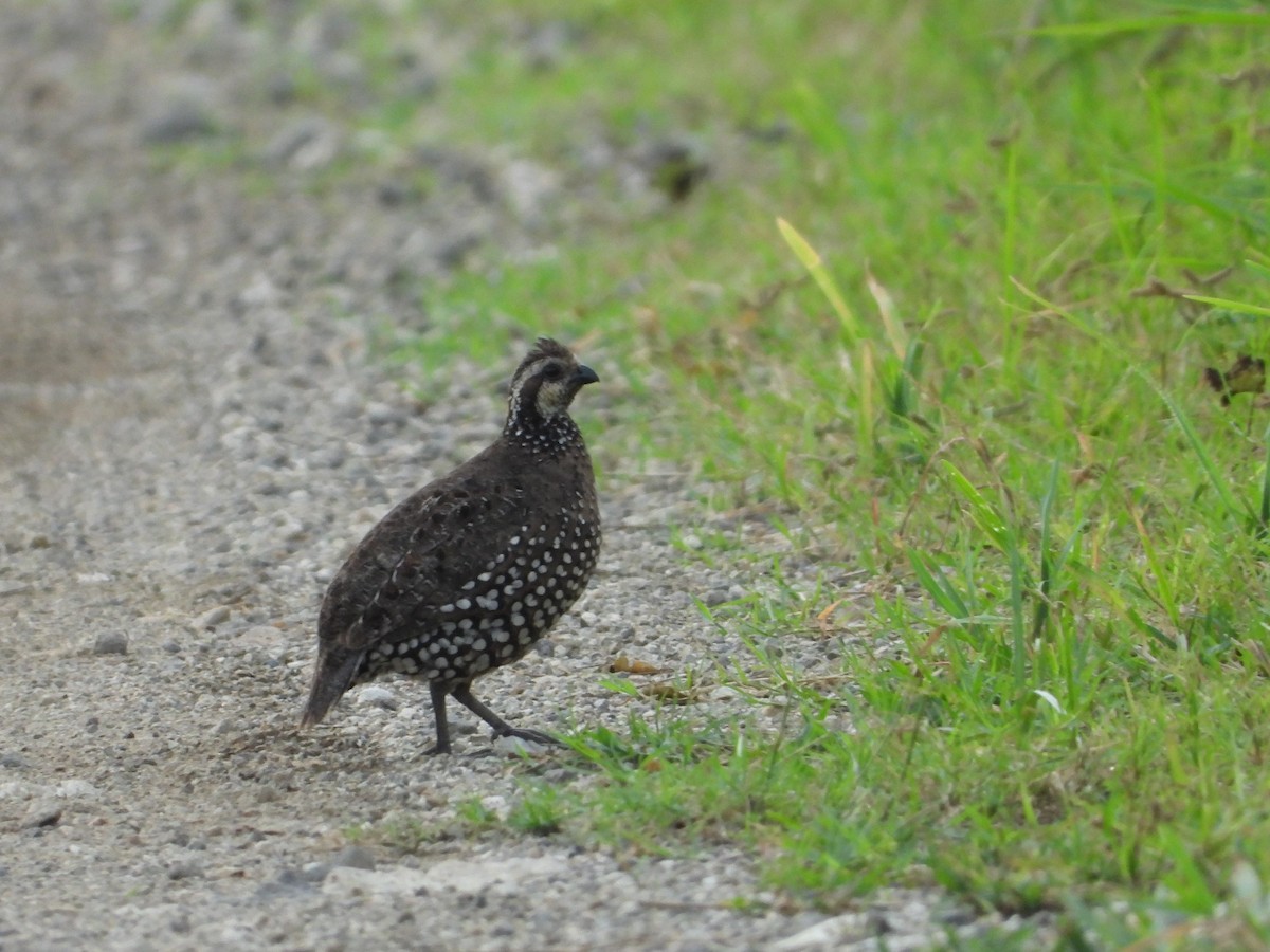 Spot-bellied Bobwhite - ML624105656