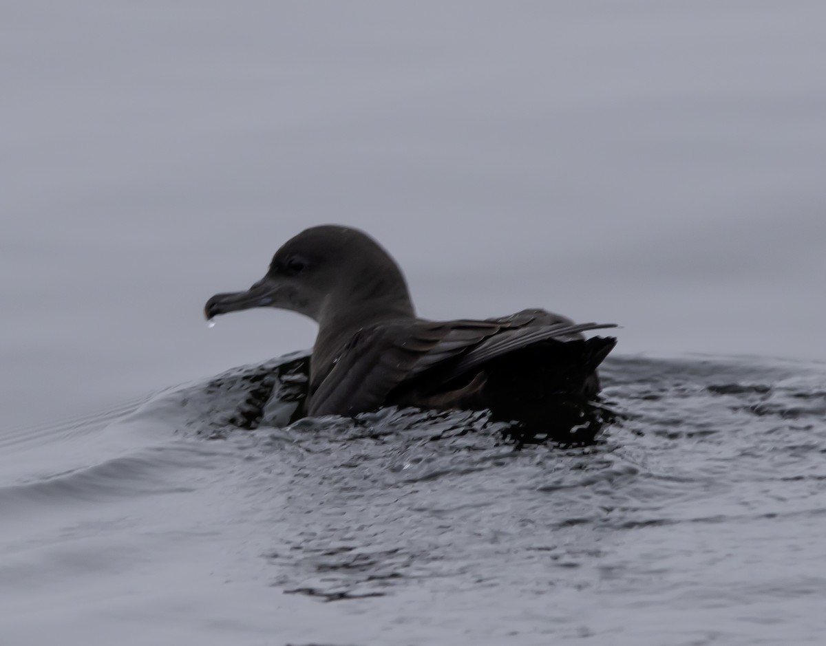 Sooty Shearwater - ML624105658