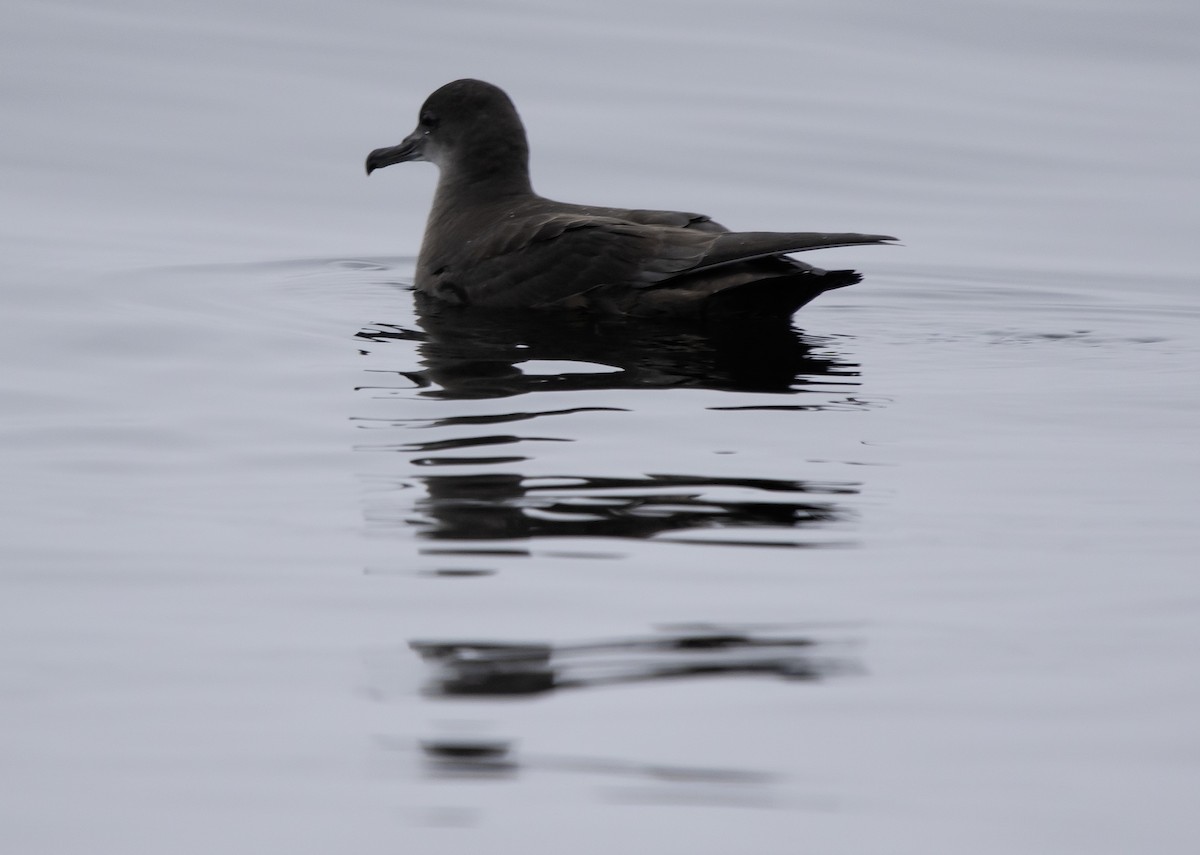 Puffin fuligineux - ML624105659